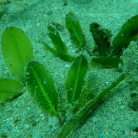 <i>Halophila ovalis</i>  (R.Br.) Hook.f.